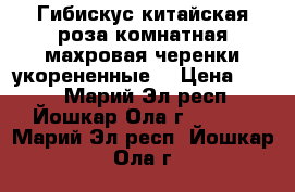 Гибискус-китайская роза комнатная,махровая,черенки укорененные. › Цена ­ 200 - Марий Эл респ., Йошкар-Ола г.  »    . Марий Эл респ.,Йошкар-Ола г.